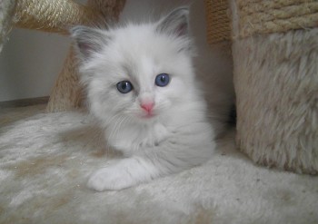 femelle blue bicolour - 5 semaines - Chatterie Ragdolls du Val de Beauvoir